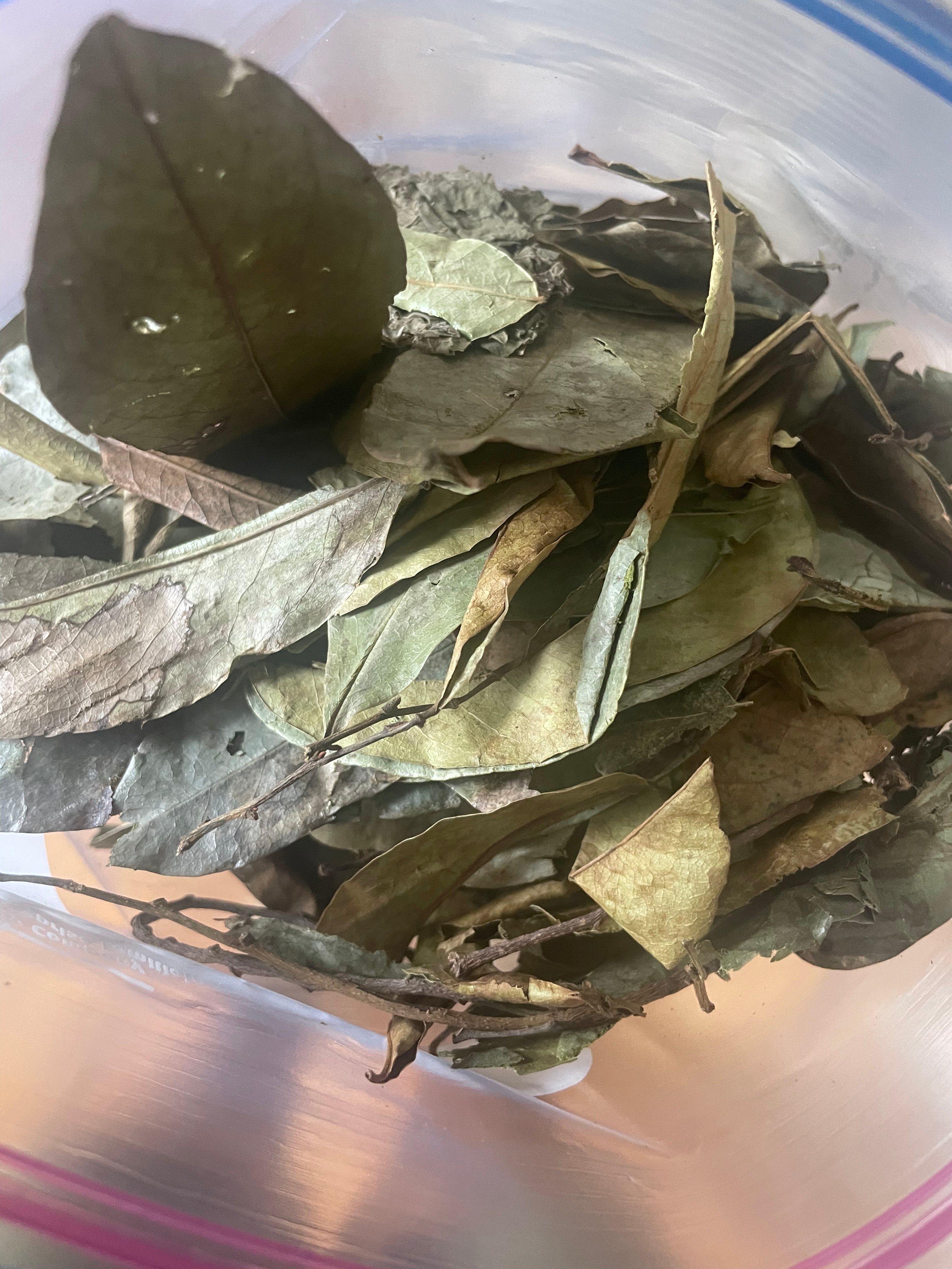 Organic Dried Soursop Leaves 15g