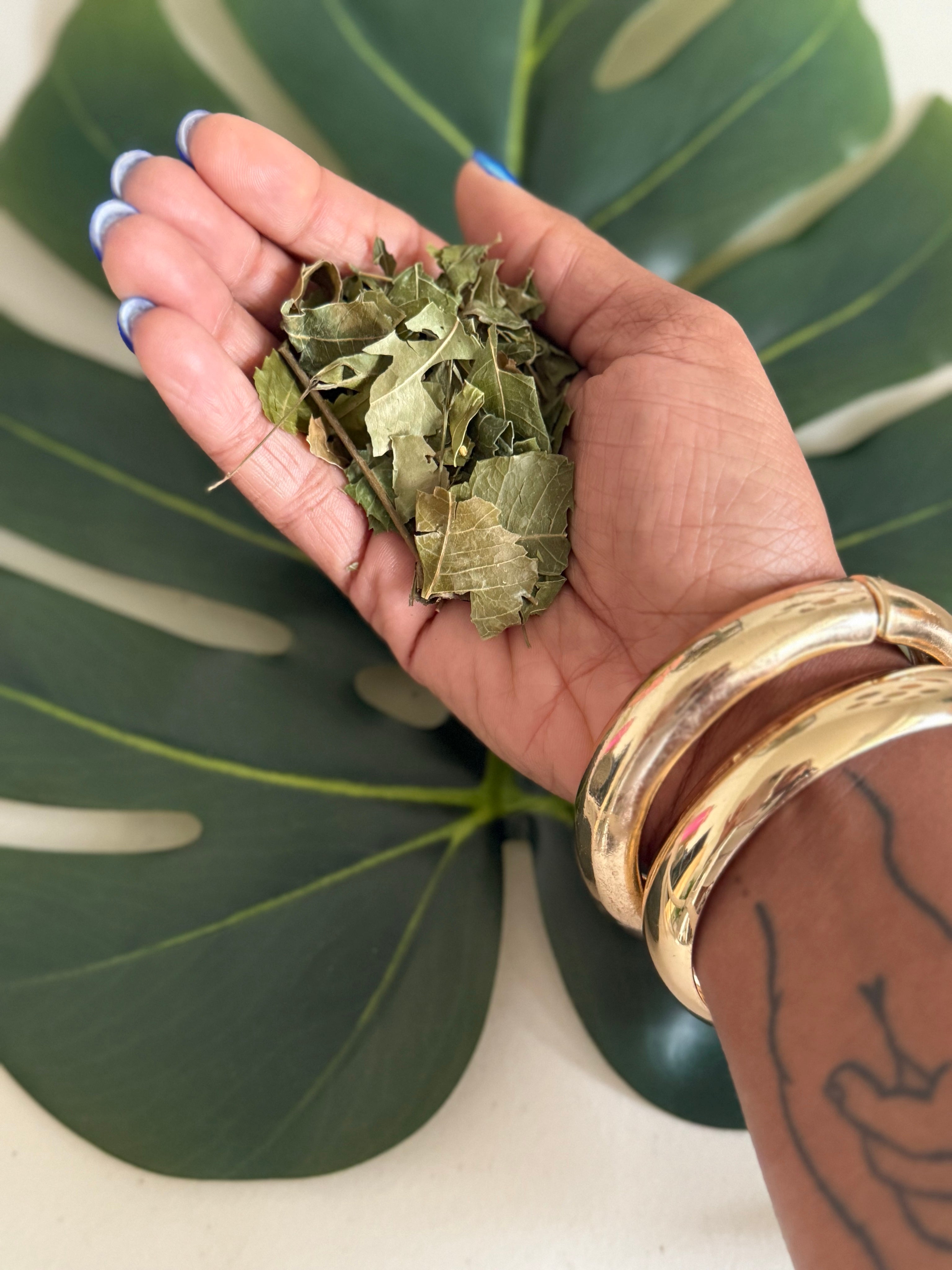Neem Leaves | Wildcrafted in Jamaica | Sun Dried (20g)