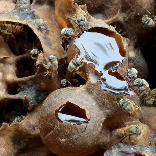 Melipona Stingless Bee Honey — Sacred Mayan Medicine (1 oz Dropper Bottle)