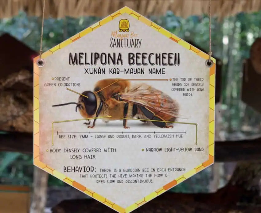 Melipona Stingless Bee Honey — Sacred Mayan Medicine (1 oz Dropper Bottle)