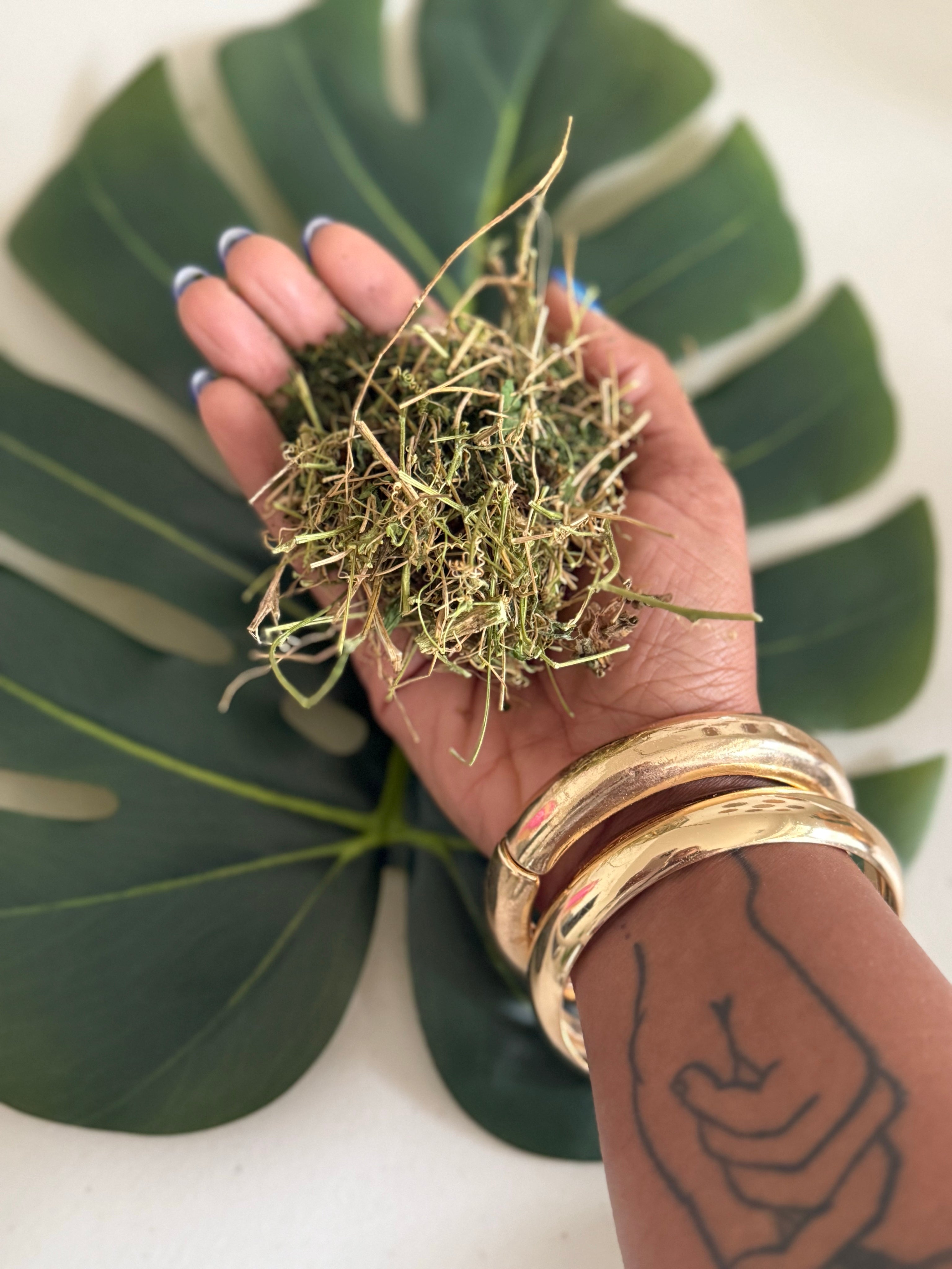 Cerasee Bush (Bitter Melon Vine) | Wildcrafted from Jamaica | Sun Dried (20g)