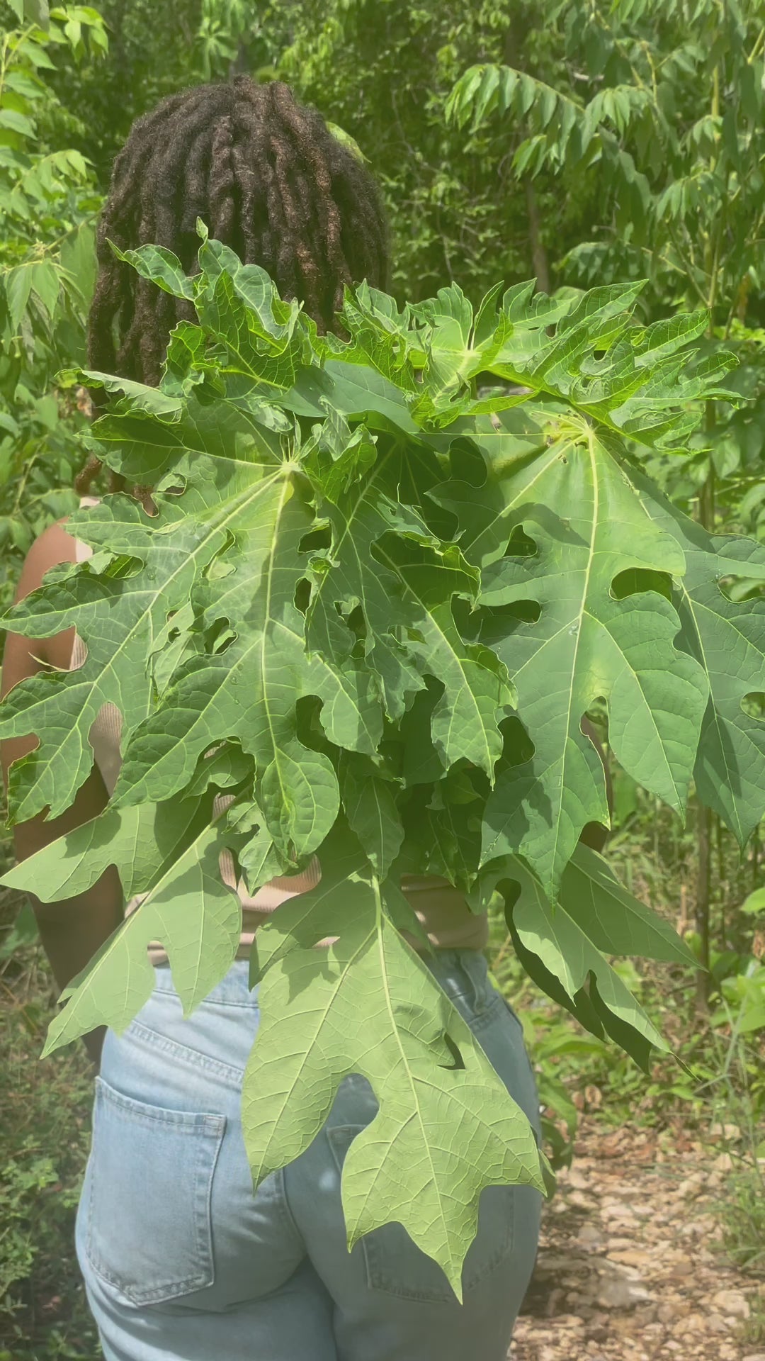 Organic Papaya Leaf Tincture (2oz)